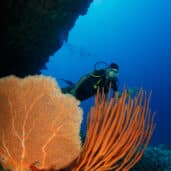 Brennia Kottefaru Diving (1)