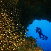 Brennia Kottefaru Diving (2)