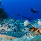 Brennia Kottefaru House Reef