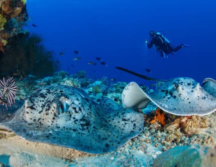 Brennia Kottefaru House Reef
