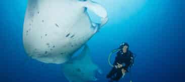 Diving